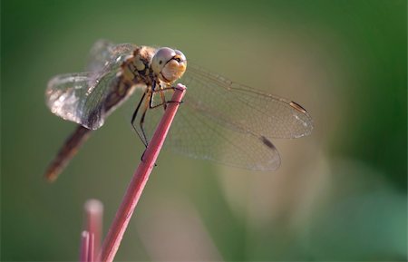 simsearch:400-06068038,k - Close up of dragonfly on a straw Stock Photo - Budget Royalty-Free & Subscription, Code: 400-04740794