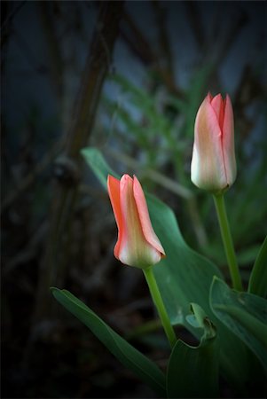 simsearch:633-02417497,k - Two pretty pink tulips in spring garden Foto de stock - Super Valor sin royalties y Suscripción, Código: 400-04740801