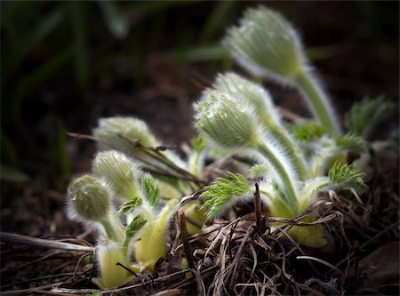 pasque flower - Green baby pasqueflowers in spring Stock Photo - Budget Royalty-Free & Subscription, Code: 400-04740802