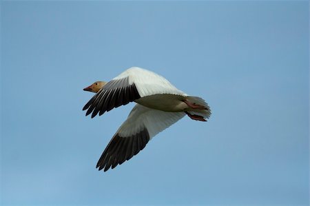 Snow goose (Chen caerulescens) flying with a clear blue sky background Stock Photo - Budget Royalty-Free & Subscription, Code: 400-04741035