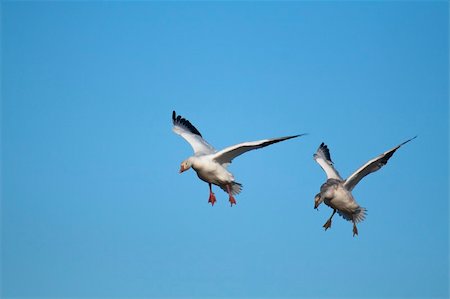 Pair of snow geese (Chen caerulescens) flying Stock Photo - Budget Royalty-Free & Subscription, Code: 400-04741047