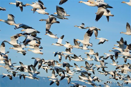 Flock of snow geese (Chen caerulescens) flying Stock Photo - Budget Royalty-Free & Subscription, Code: 400-04741057