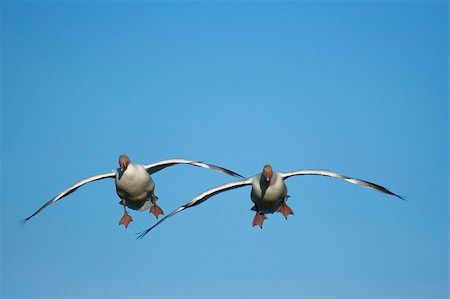 Pair of snow geese (Chen caerulescens) flying Stock Photo - Budget Royalty-Free & Subscription, Code: 400-04741053