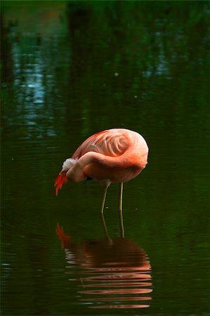 Chilean Flamingo (Phoenicopterus chilensis) Stock Photo - Budget Royalty-Free & Subscription, Code: 400-04741068