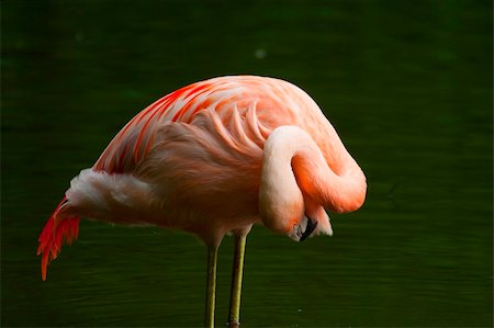 Chilean Flamingo (Phoenicopterus chilensis) Stock Photo - Budget Royalty-Free & Subscription, Code: 400-04741069