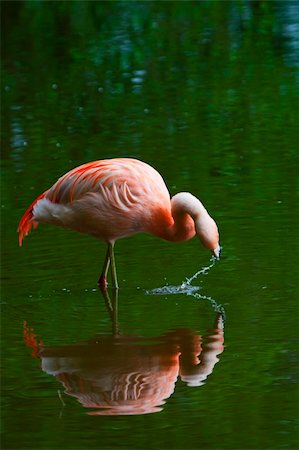 Chilean Flamingo (Phoenicopterus chilensis) Stock Photo - Budget Royalty-Free & Subscription, Code: 400-04741074