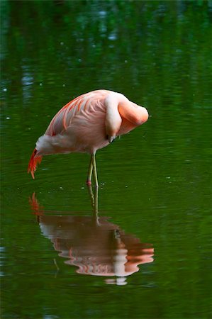 Chilean Flamingo (Phoenicopterus chilensis) Stock Photo - Budget Royalty-Free & Subscription, Code: 400-04741075