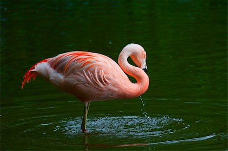 Chilean Flamingo (Phoenicopterus chilensis) Stock Photo - Budget Royalty-Free & Subscription, Code: 400-04741072