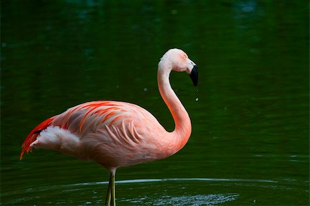 Chilean Flamingo (Phoenicopterus chilensis) Stock Photo - Budget Royalty-Free & Subscription, Code: 400-04741073