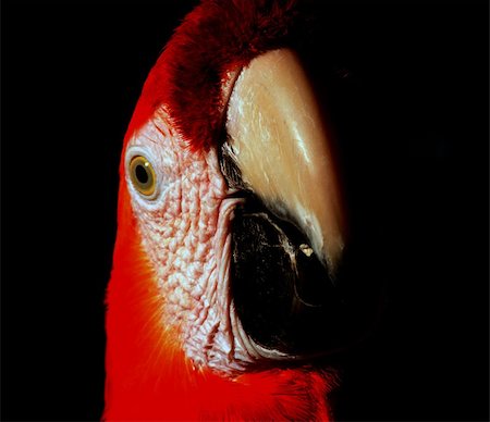 simsearch:400-04337211,k - colorful Parrot Fotografie stock - Microstock e Abbonamento, Codice: 400-04741083