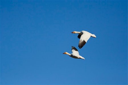 Pair of snow geese (Chen caerulescens) flying Stock Photo - Budget Royalty-Free & Subscription, Code: 400-04741205