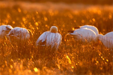 Staring snow goose on the field during sunset Stock Photo - Budget Royalty-Free & Subscription, Code: 400-04741208