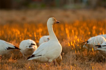 Staring snow goose on the field during sunset Stock Photo - Budget Royalty-Free & Subscription, Code: 400-04741209