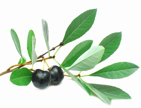 simsearch:400-04500992,k - black cherry with leaves on a white background Photographie de stock - Aubaine LD & Abonnement, Code: 400-04741444