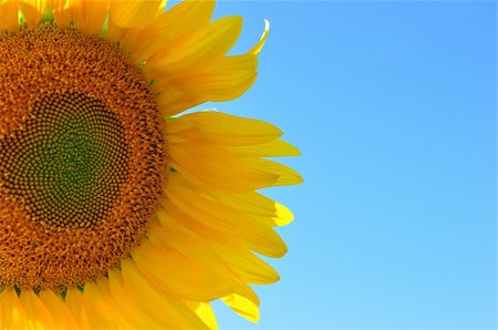 simsearch:400-04872162,k - close up yellow sunflower against blue sky Stock Photo - Budget Royalty-Free & Subscription, Code: 400-04741446