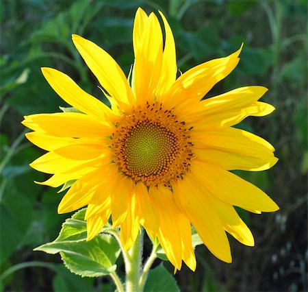 simsearch:400-04742969,k - beautiful yellow sunflower against a green background Stockbilder - Microstock & Abonnement, Bildnummer: 400-04741454
