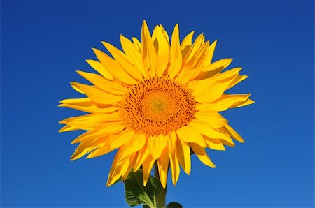simsearch:400-04742969,k - beautiful yellow sunflower against a sky background Stockbilder - Microstock & Abonnement, Bildnummer: 400-04741455