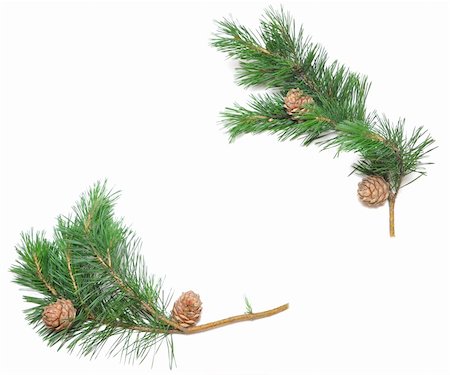 siberian pine cones with branch isolated on white Fotografie stock - Microstock e Abbonamento, Codice: 400-04741457