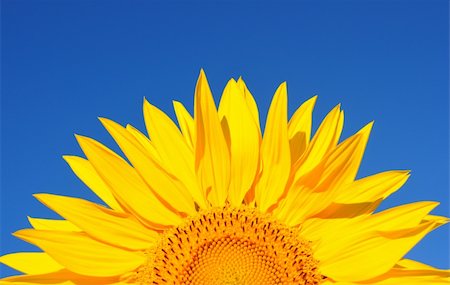 simsearch:400-05682398,k - sunflower on a background of the dark blue sky Stock Photo - Budget Royalty-Free & Subscription, Code: 400-04741458