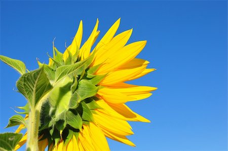 simsearch:400-04751722,k - one bright colors sunflowers  with green leaves on background blue sky Stock Photo - Budget Royalty-Free & Subscription, Code: 400-04741459