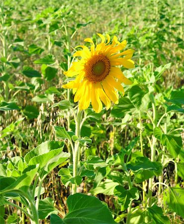 simsearch:400-05682398,k - beautiful yellow sunflower against a green background Stock Photo - Budget Royalty-Free & Subscription, Code: 400-04741451