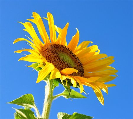 simsearch:400-04751722,k - beautiful yellow sunflower against a sky background Stock Photo - Budget Royalty-Free & Subscription, Code: 400-04741453
