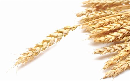 isolated golden wheat ear after the harvest Photographie de stock - Aubaine LD & Abonnement, Code: 400-04741471