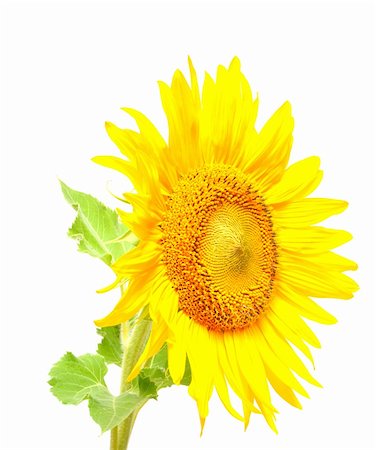 simsearch:400-05682398,k - gorgeous sunflower with green leaves. Isolated over white background Stock Photo - Budget Royalty-Free & Subscription, Code: 400-04741473