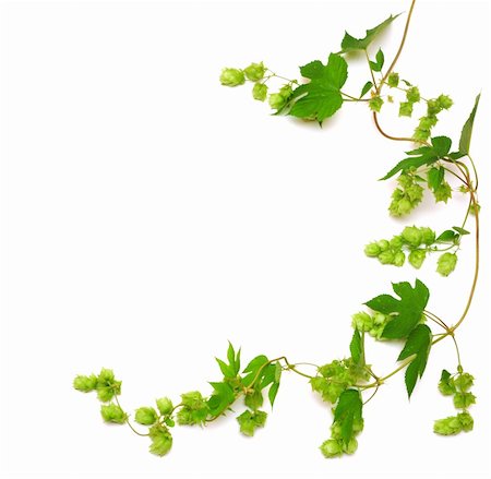 hops plant twined vine, young leaves isolate on white Stock Photo - Budget Royalty-Free & Subscription, Code: 400-04741484
