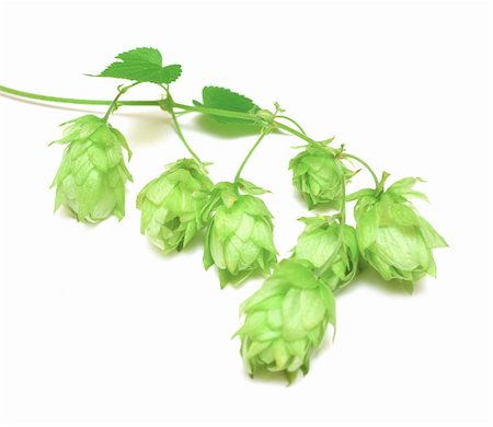 simsearch:400-05691274,k - hops plant twined vine, young leaves isolate on white Photographie de stock - Aubaine LD & Abonnement, Code: 400-04741488