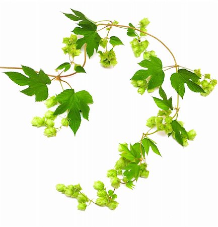 hops plant twined vine, young leaves isolate on white Stock Photo - Budget Royalty-Free & Subscription, Code: 400-04741482