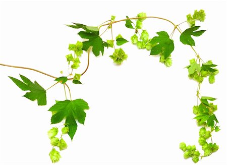 hops plant twined vine, young leaves isolate on white Stock Photo - Budget Royalty-Free & Subscription, Code: 400-04741483
