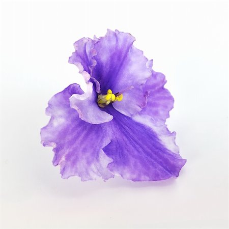 pansy - Isolated violet over white background Stock Photo - Budget Royalty-Free & Subscription, Code: 400-04741776