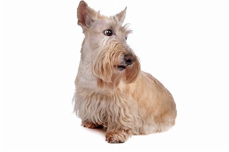 schottischer terrier - Scottish Terrier Stockbilder - Microstock & Abonnement, Bildnummer: 400-04741914