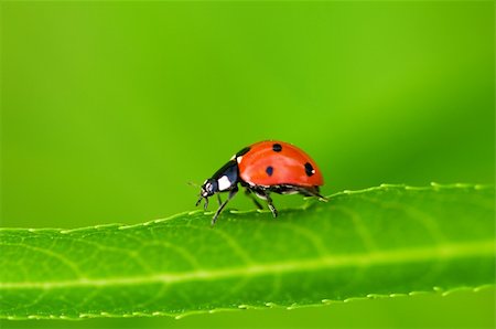 simsearch:400-05883361,k - Lady bug sitting on the long green leave Photographie de stock - Aubaine LD & Abonnement, Code: 400-04742091