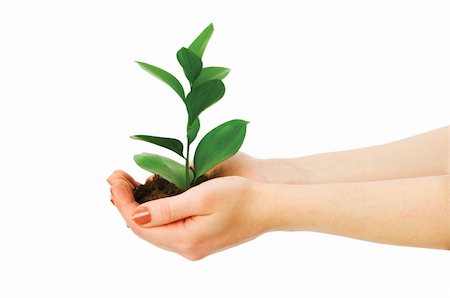 simsearch:400-04791546,k - Green seedling in hand isolated on white Stock Photo - Budget Royalty-Free & Subscription, Code: 400-04742101
