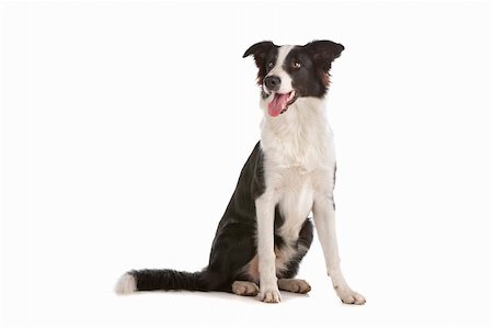 simsearch:400-04371584,k - a border collie sheepdog isolated on a white background Foto de stock - Super Valor sin royalties y Suscripción, Código: 400-04742324