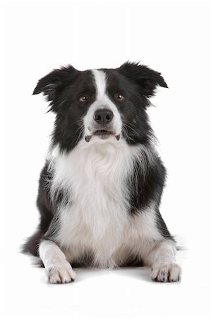 simsearch:400-04371584,k - a border collie sheepdog isolated on a white background Foto de stock - Super Valor sin royalties y Suscripción, Código: 400-04742329