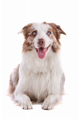 simsearch:400-04371584,k - a border collie sheepdog isolated on a white background Foto de stock - Super Valor sin royalties y Suscripción, Código: 400-04742322