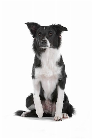 simsearch:400-04371584,k - a border collie sheepdog isolated on a white background Foto de stock - Super Valor sin royalties y Suscripción, Código: 400-04742335