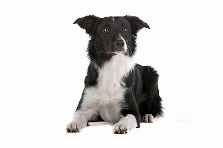 simsearch:400-04371584,k - a border collie sheepdog isolated on a white background Foto de stock - Super Valor sin royalties y Suscripción, Código: 400-04742333