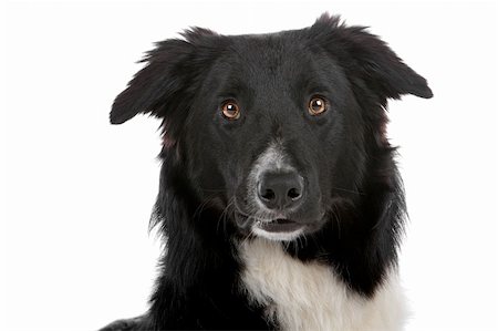 simsearch:400-04371584,k - a border collie sheepdog isolated on a white background Foto de stock - Super Valor sin royalties y Suscripción, Código: 400-04742346