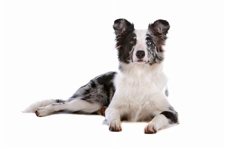 simsearch:400-04371584,k - a border collie sheepdog isolated on a white background Foto de stock - Super Valor sin royalties y Suscripción, Código: 400-04742355