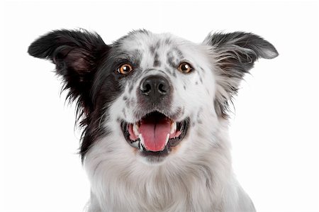 simsearch:400-04371584,k - a border collie sheepdog isolated on a white background Foto de stock - Super Valor sin royalties y Suscripción, Código: 400-04742357