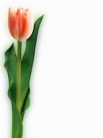 simsearch:400-04349386,k - an image of a triumph tulip(tulipa attila) EPS 8 vector file included. Stockbilder - Microstock & Abonnement, Bildnummer: 400-04742358