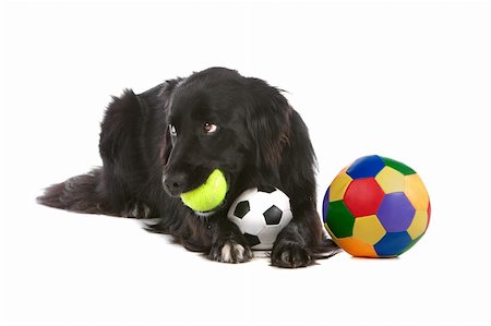 simsearch:400-04371584,k - a border collie sheepdog isolated on a white background Foto de stock - Super Valor sin royalties y Suscripción, Código: 400-04742359