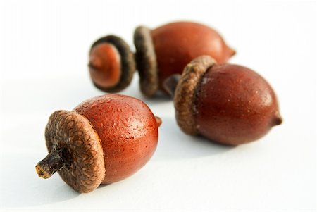 Autumn acorns isolated Stock Photo - Budget Royalty-Free & Subscription, Code: 400-04742366