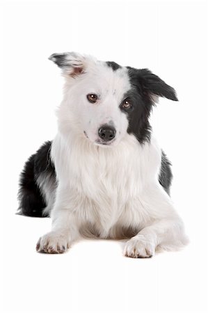 simsearch:400-04371584,k - a border collie sheepdog isolated on a white background Foto de stock - Super Valor sin royalties y Suscripción, Código: 400-04742360