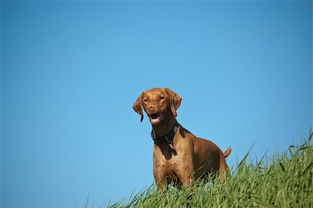 simsearch:400-04271926,k - A female Vizsla dog stands on a grassy hill with bright blue sky in the background. Stock Photo - Budget Royalty-Free & Subscription, Code: 400-04742634