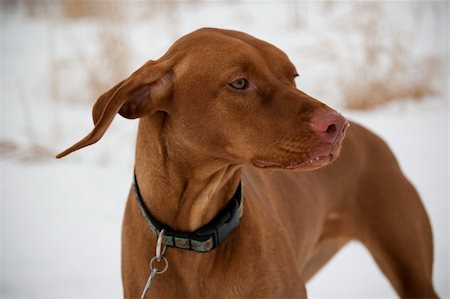 simsearch:400-04746113,k - A Vizsla dog in a snowy field in winter. Foto de stock - Royalty-Free Super Valor e Assinatura, Número: 400-04742632